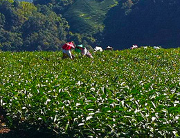 阿里山珠露茶
